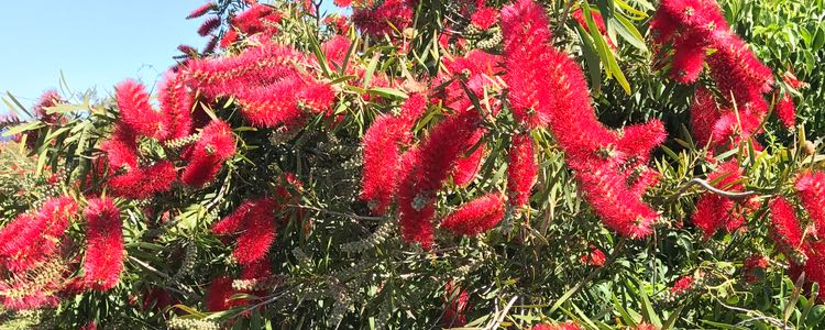 5 Spring Tips for Online Marketing in Adelaide