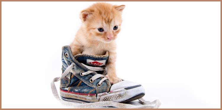 Why calling IT support is like losing a shoe