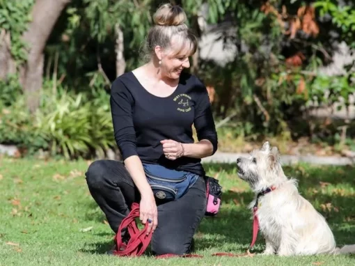 Behaviour training and coaching