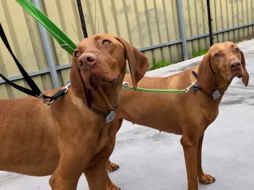 Dogs walking with manners