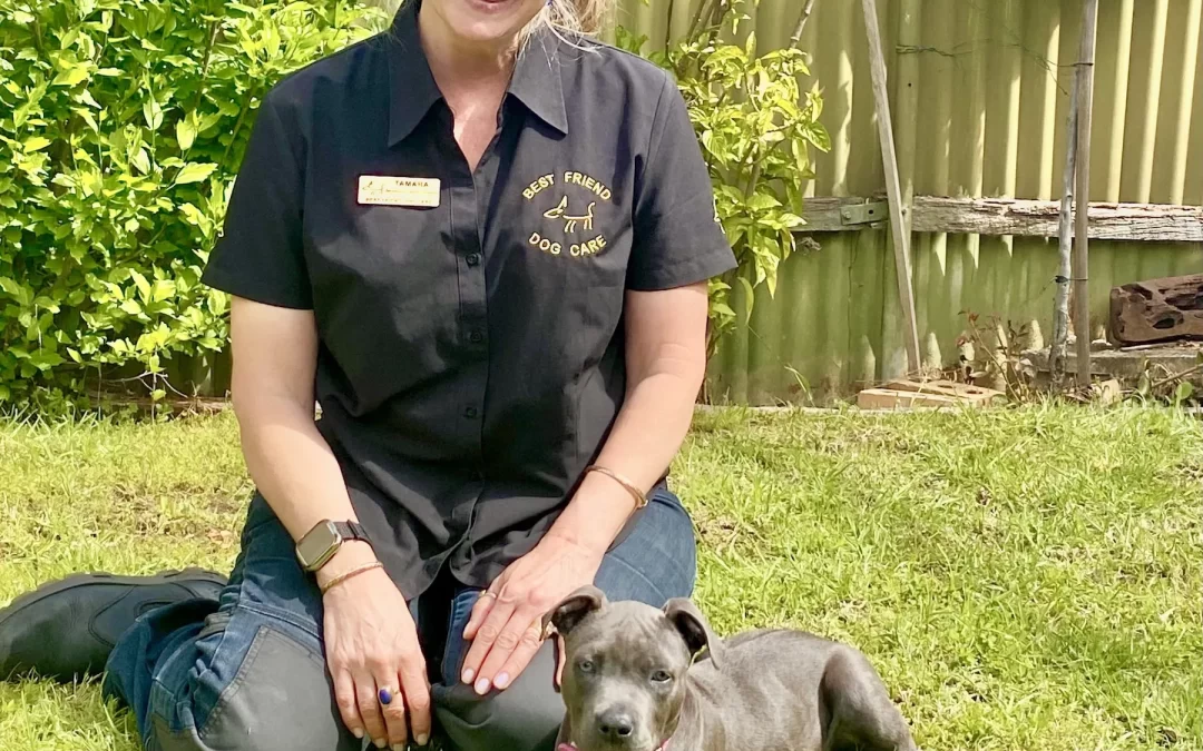 UNDER STIMULATED or OVERTIRED PUPPY