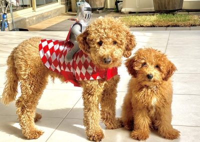 Mini Groodles Wally & Reggie Puppy