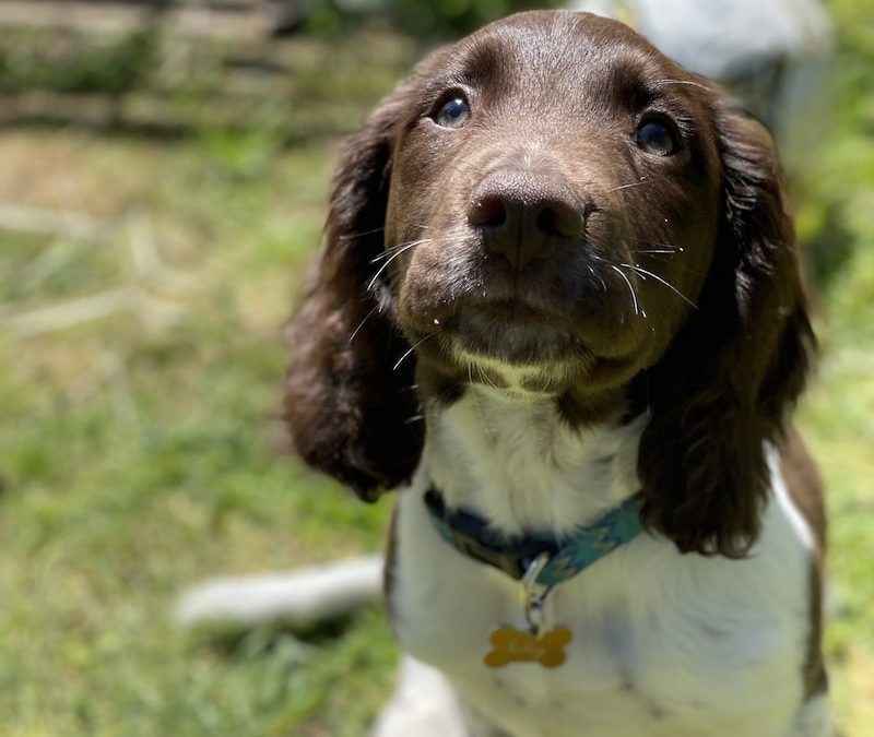 RESILIENCE DOG TRAINING – for the anxious, timid, scared dogs