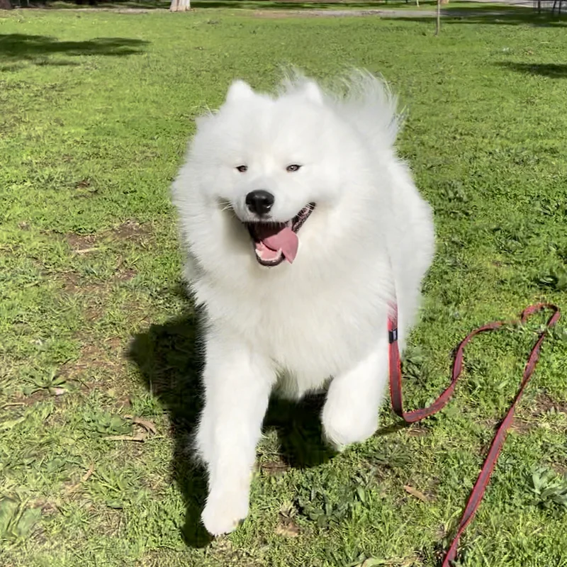Walking with manners A white dog on leash enjoying a walk